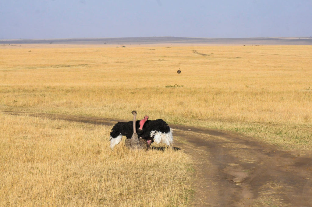 Ostriches at the Maasai Mara National Park