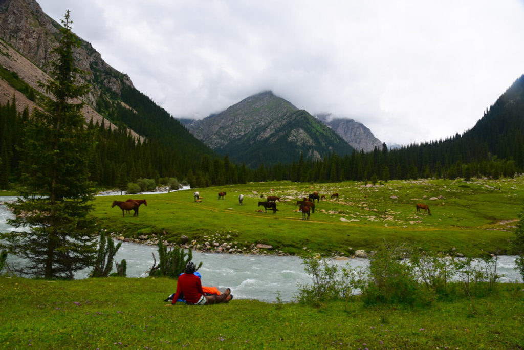 Horzes grazing Kyrgyzstan