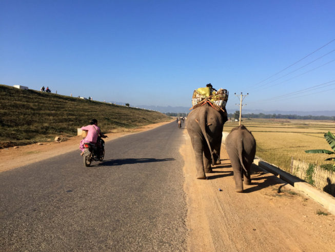 Domestic elephants coming from collecting wood in the forest, Loikaw