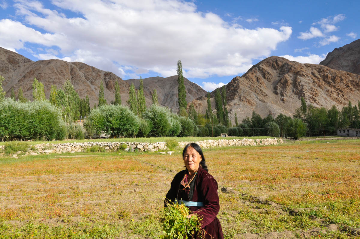 essay on culture of ladakh