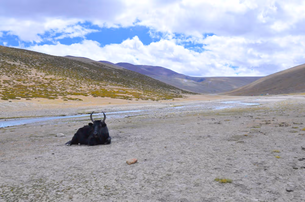 Un yak tumbado en las llanuras de Nimaling