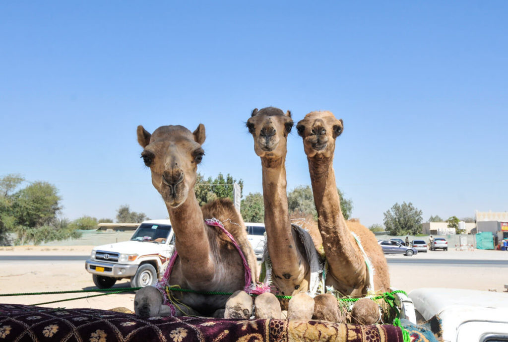 Camels traveling on a truck - Dubai on a budget