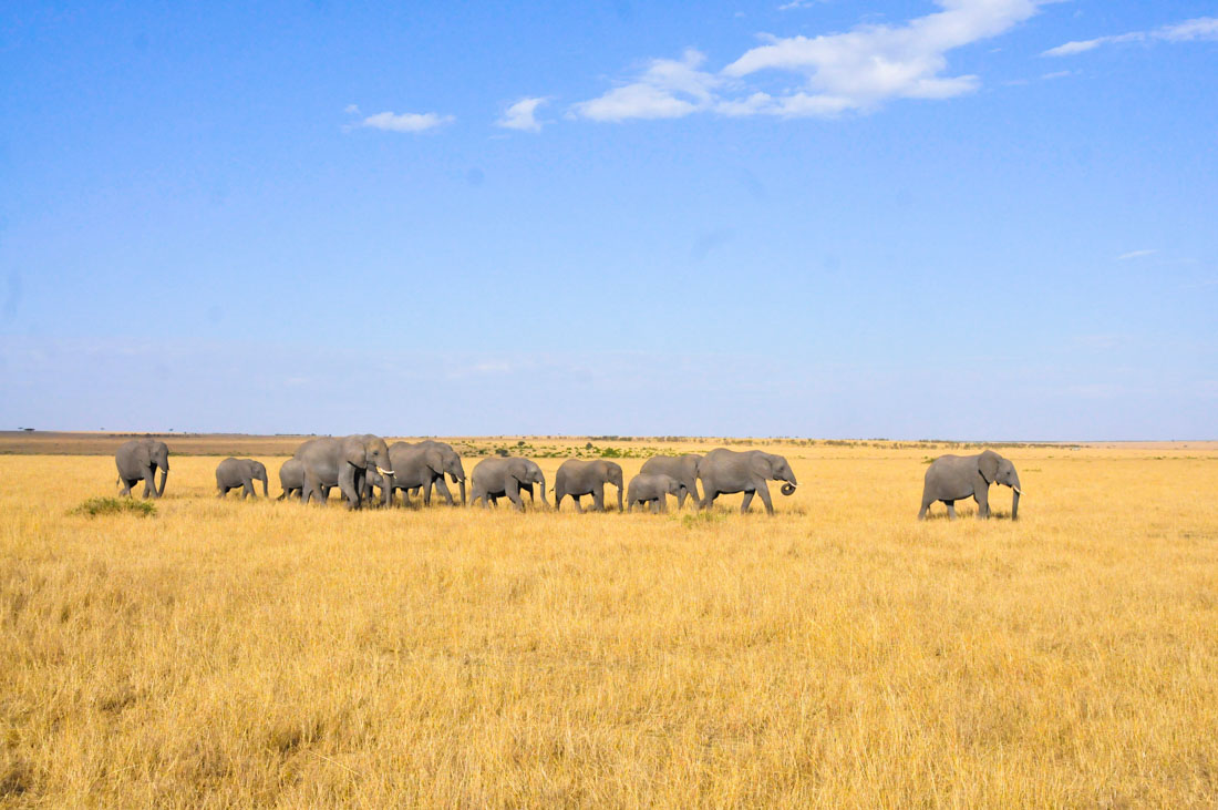 Elefantes del Maasai Mara