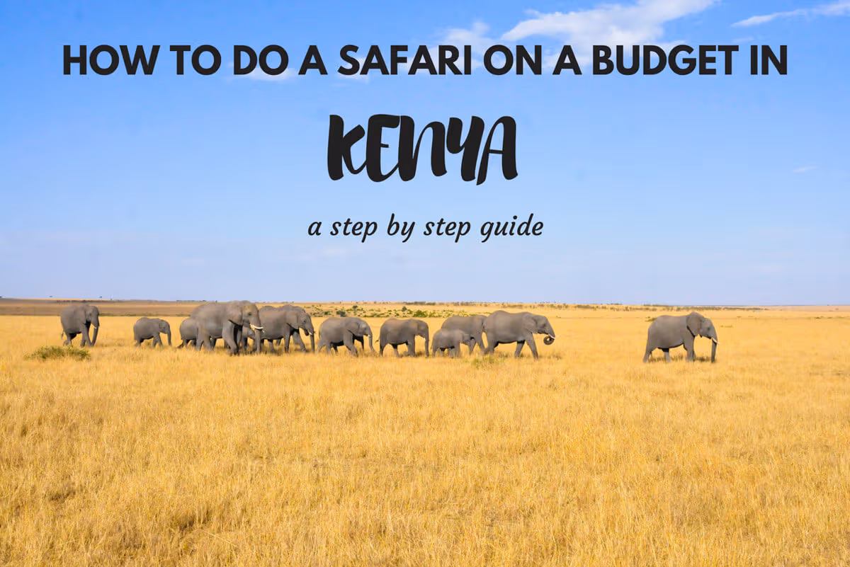 How to do a safari in Kenya on a budget: Step by step guide