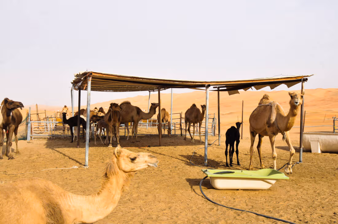 Una granja de camellos al lado de la carretera en Abu Dhabi