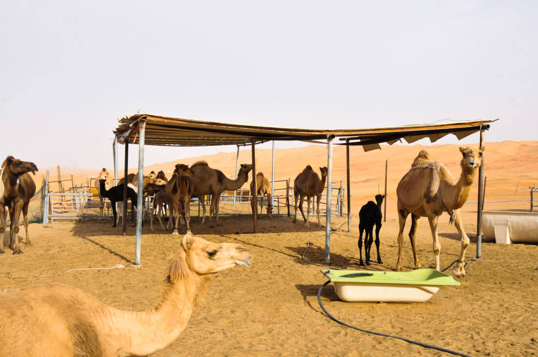 Una granja de camellos al lado de la carretera en Abu Dhabi