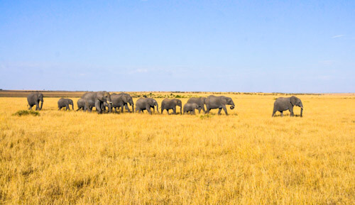 How to do a safari in Kenya on a budget: Step by step guide - Against ...