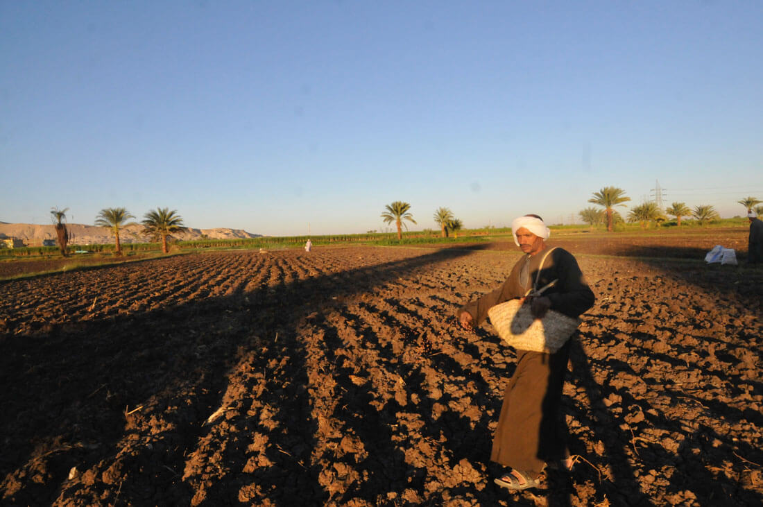 Un campesino en un planto de trigo, en Luxor West BanK