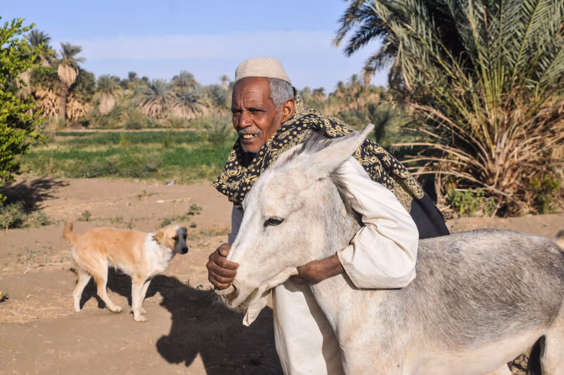 A Nubian trying to calm down his donky