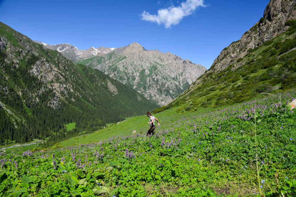 Colorful meadws Kyrgyzstan