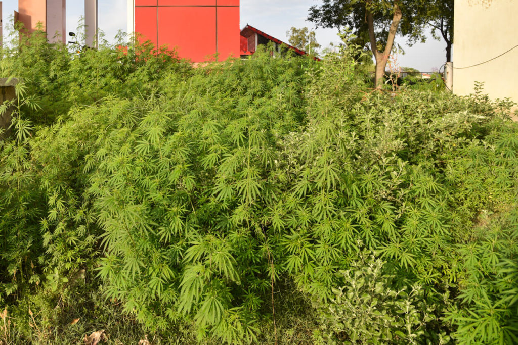 Marihuana Pakistán