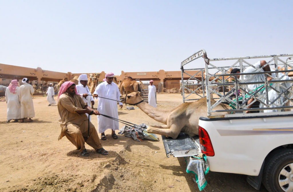 Al Ain camel market