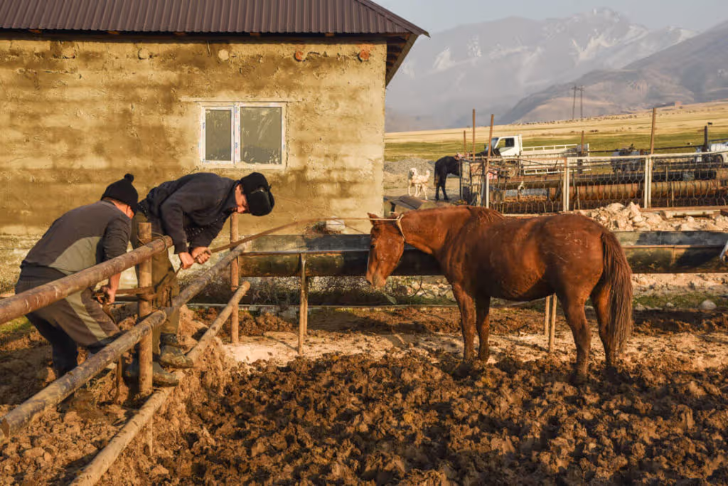 Horse farm in Kazakhstan 