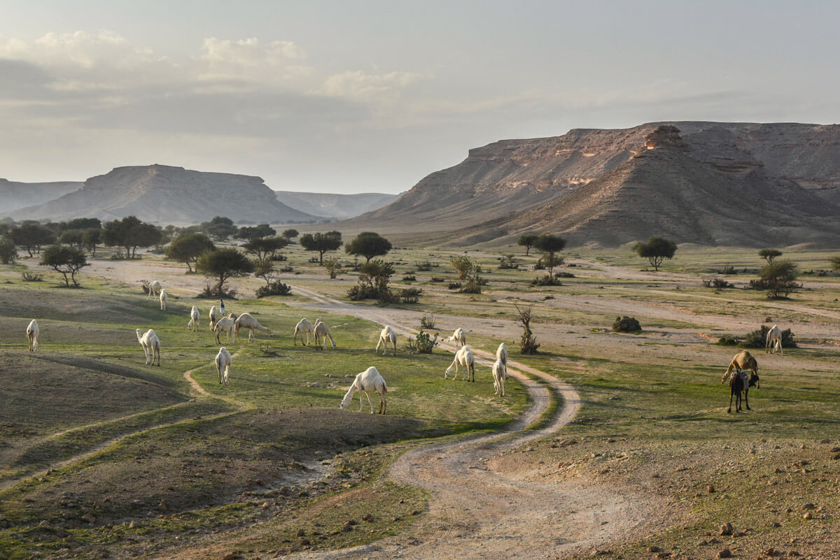 Cómo viajar a Arabia Saudita