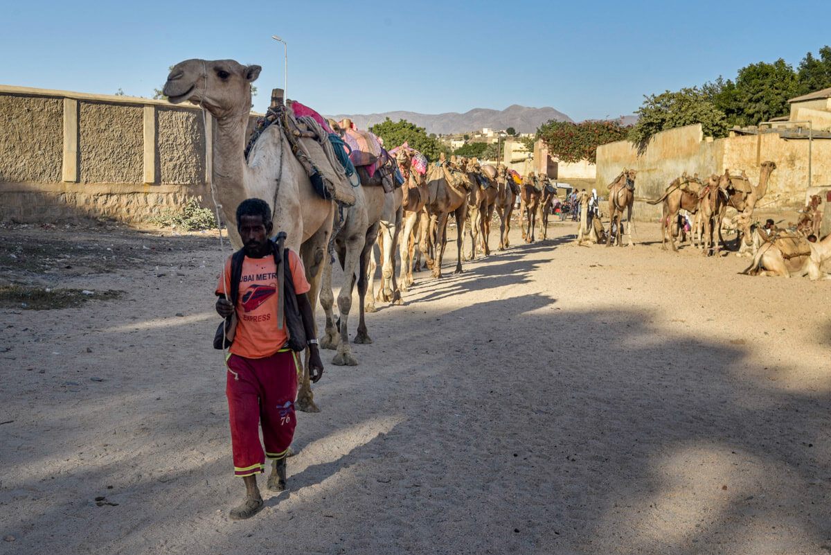 animal market Keren Eritrea