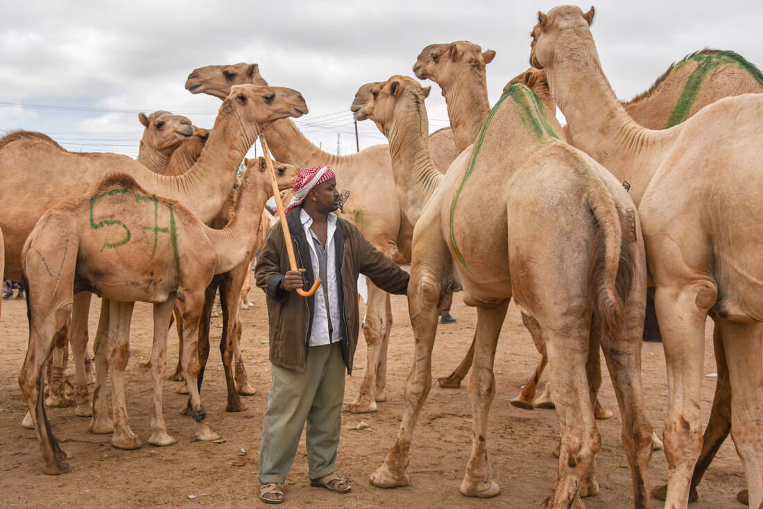 visit Somaliland