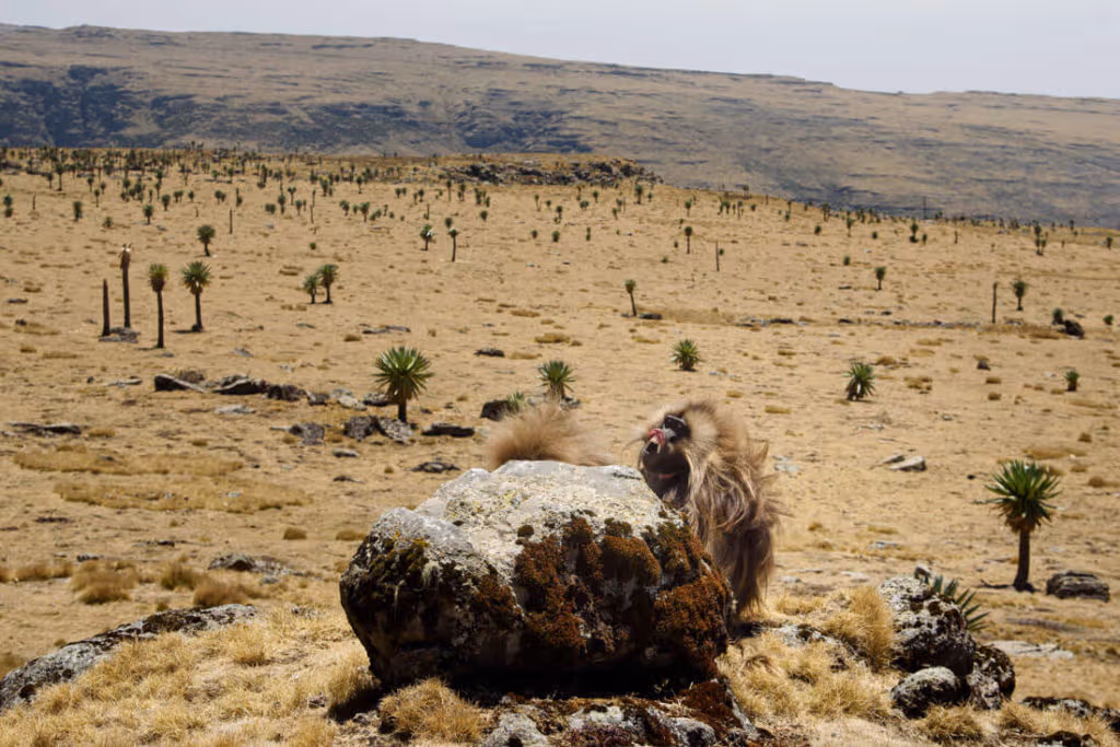 senderismo Simien