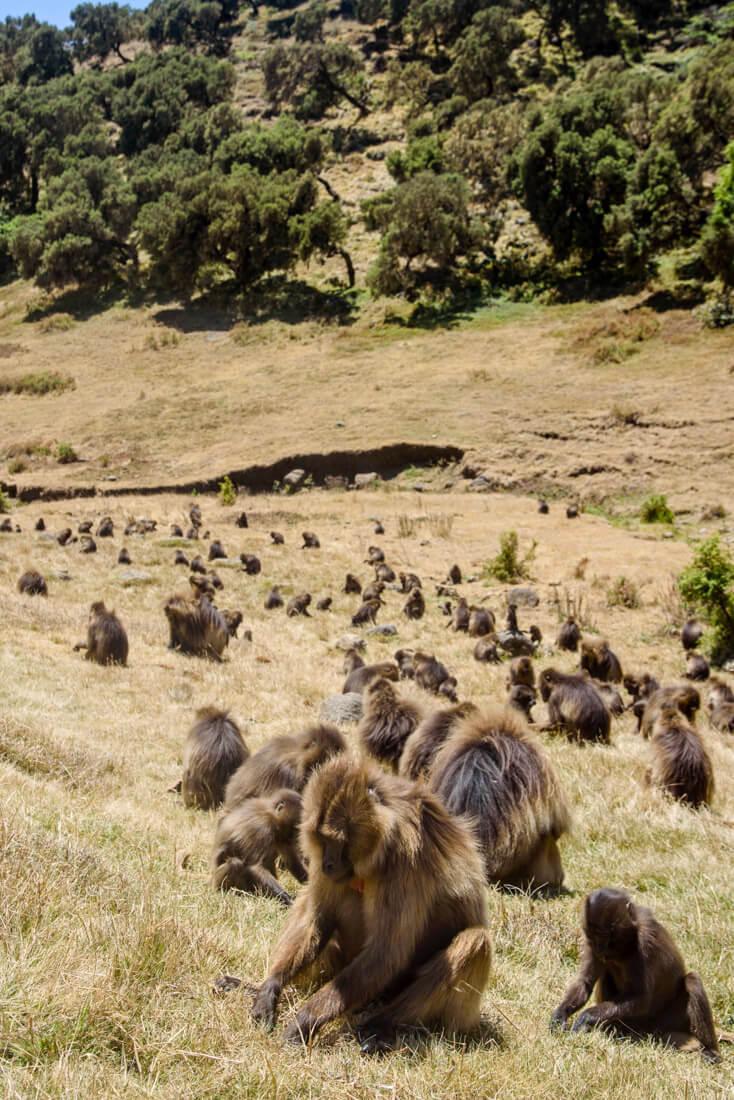 simien mountains