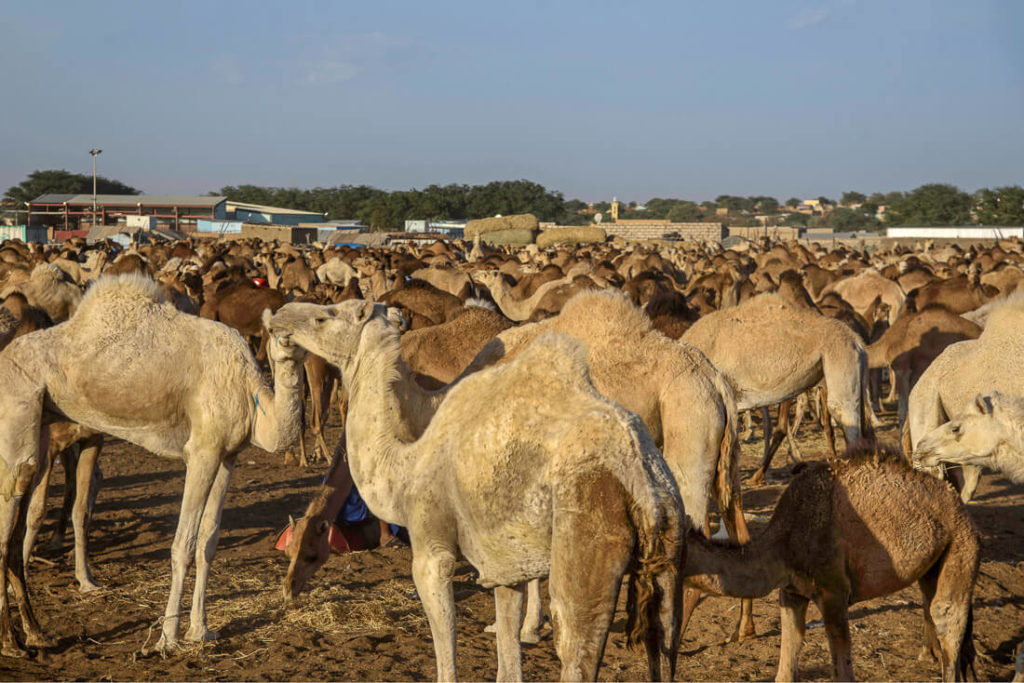 camel market Nouakchott