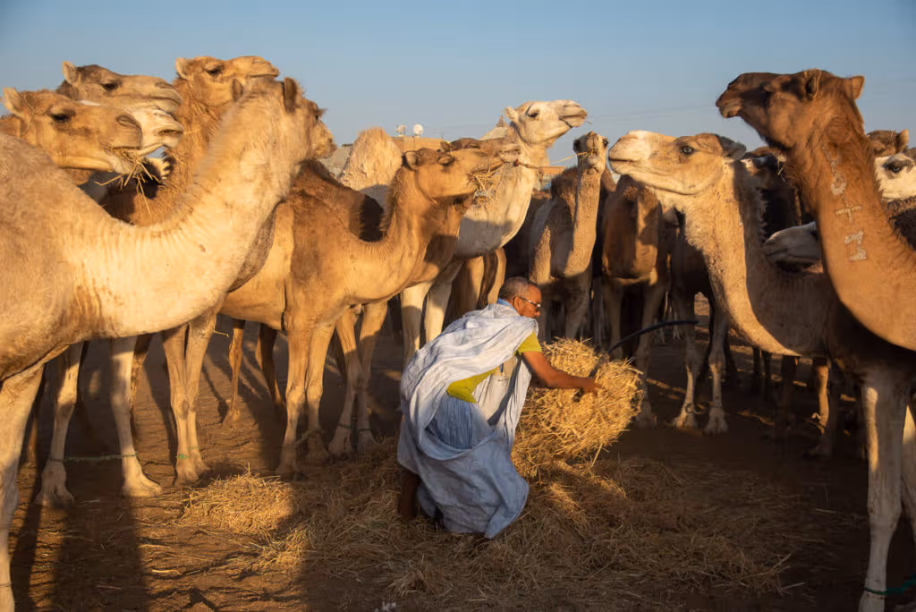 camel market Nouakchott