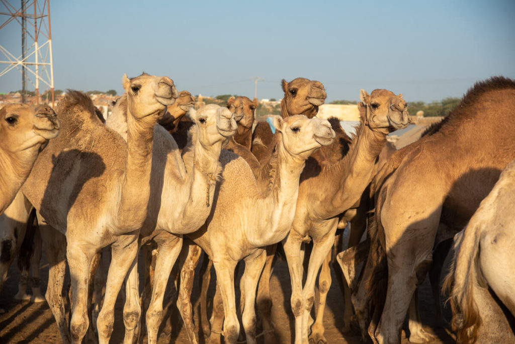 Camellos en el mercado de camellos de Nuakchott