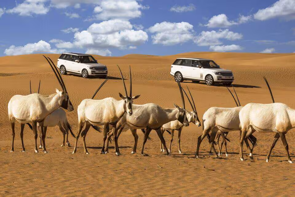 10 best desert safaris in Dubai