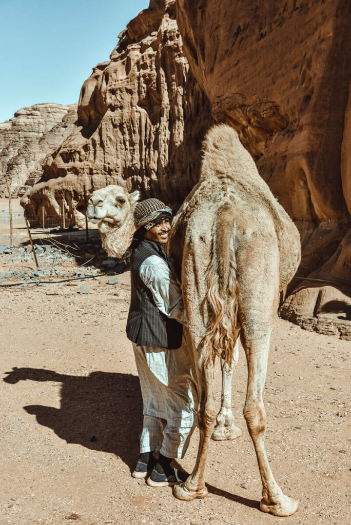 Saudi Bedouin milking a camel