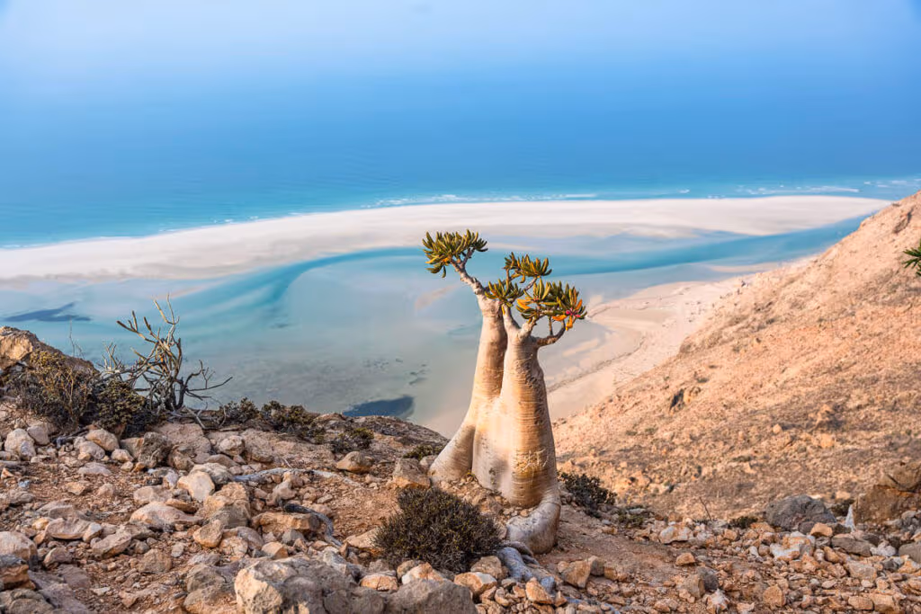 Detwah Lagoon view point