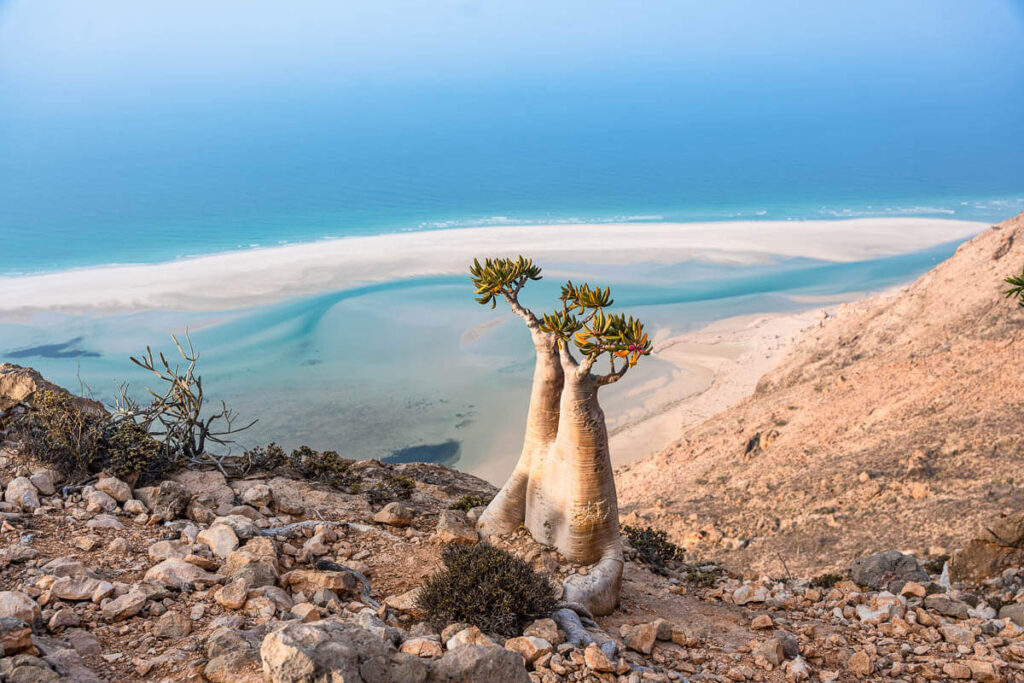 Detwah Lagoon view point
