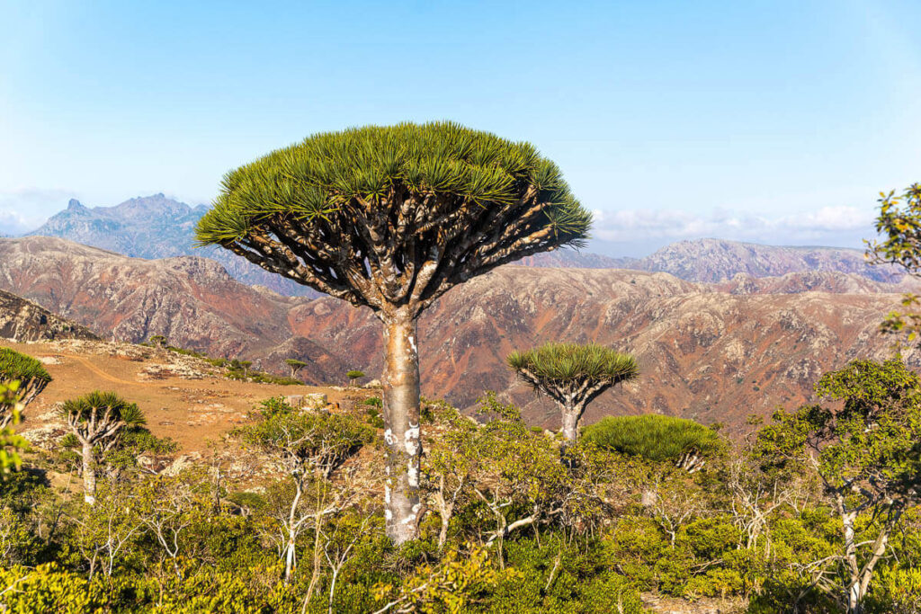 Dragon Blood Tree forest