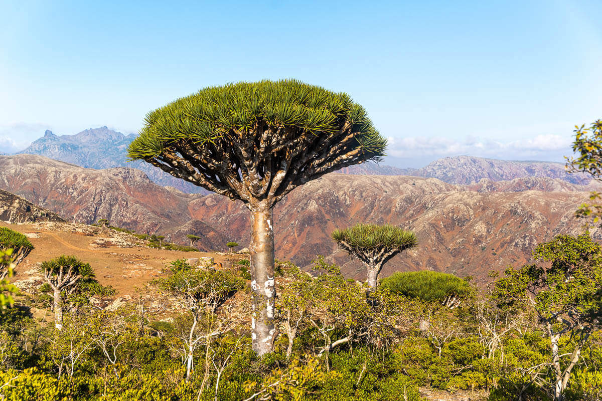 Bosque de Árboles de Sangre de Dragón