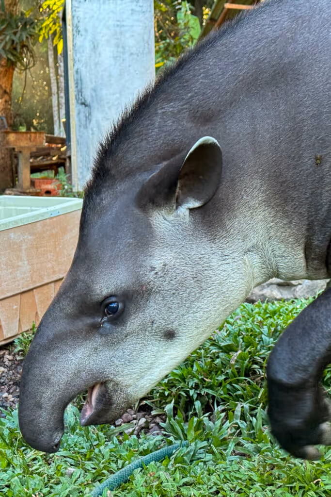 Tapir Venezuela