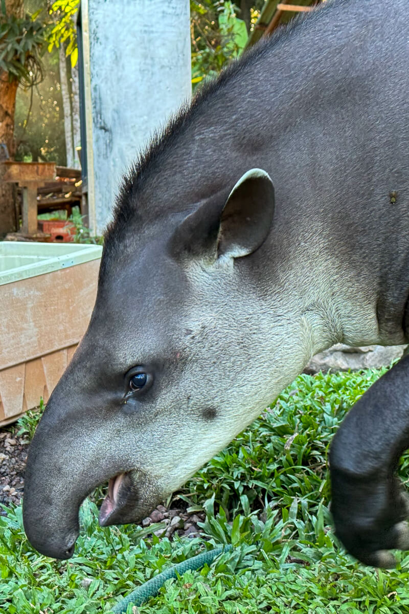 Tapir Venezuela