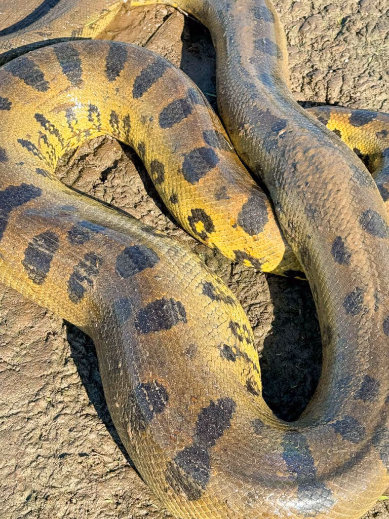 Safari de Anacondas Los Llanos