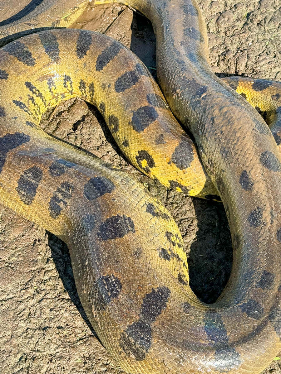 Safari de Anacondas Los Llanos