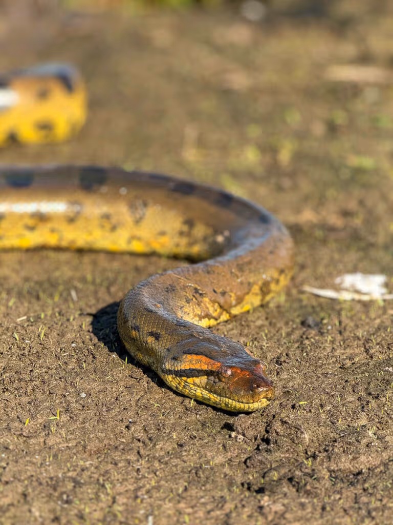 Anacondas Los Llanos