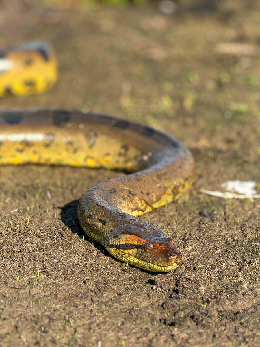 Anacondas Los Llanos