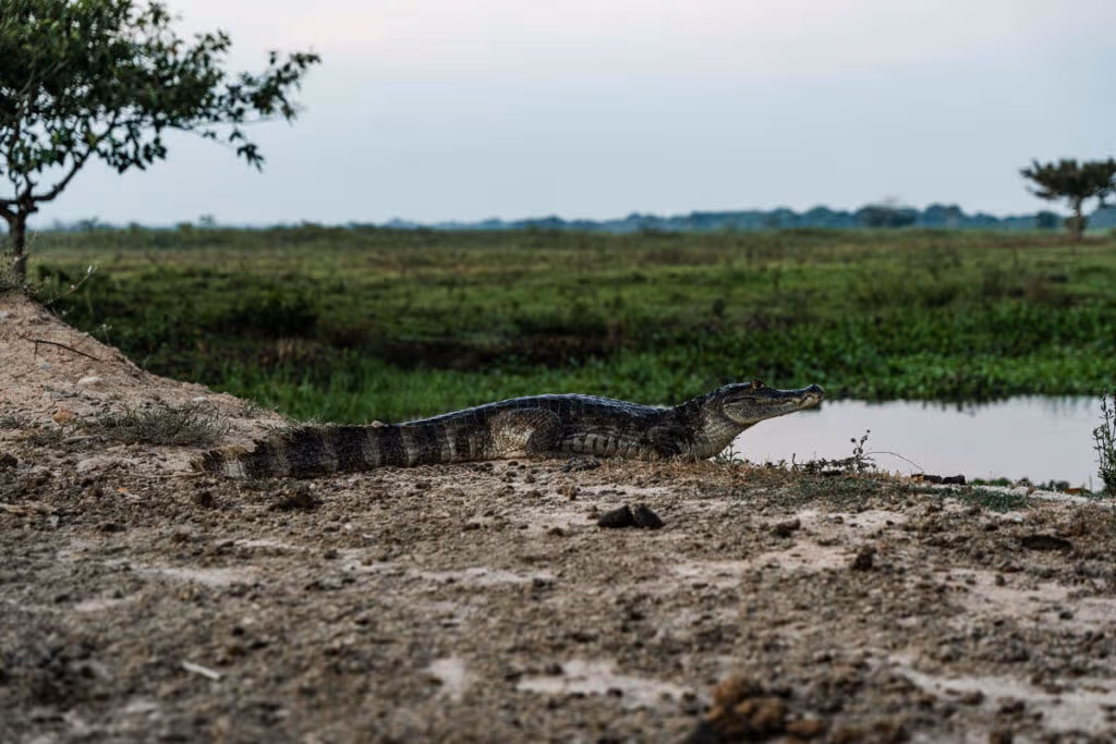 Visita Los Llanos