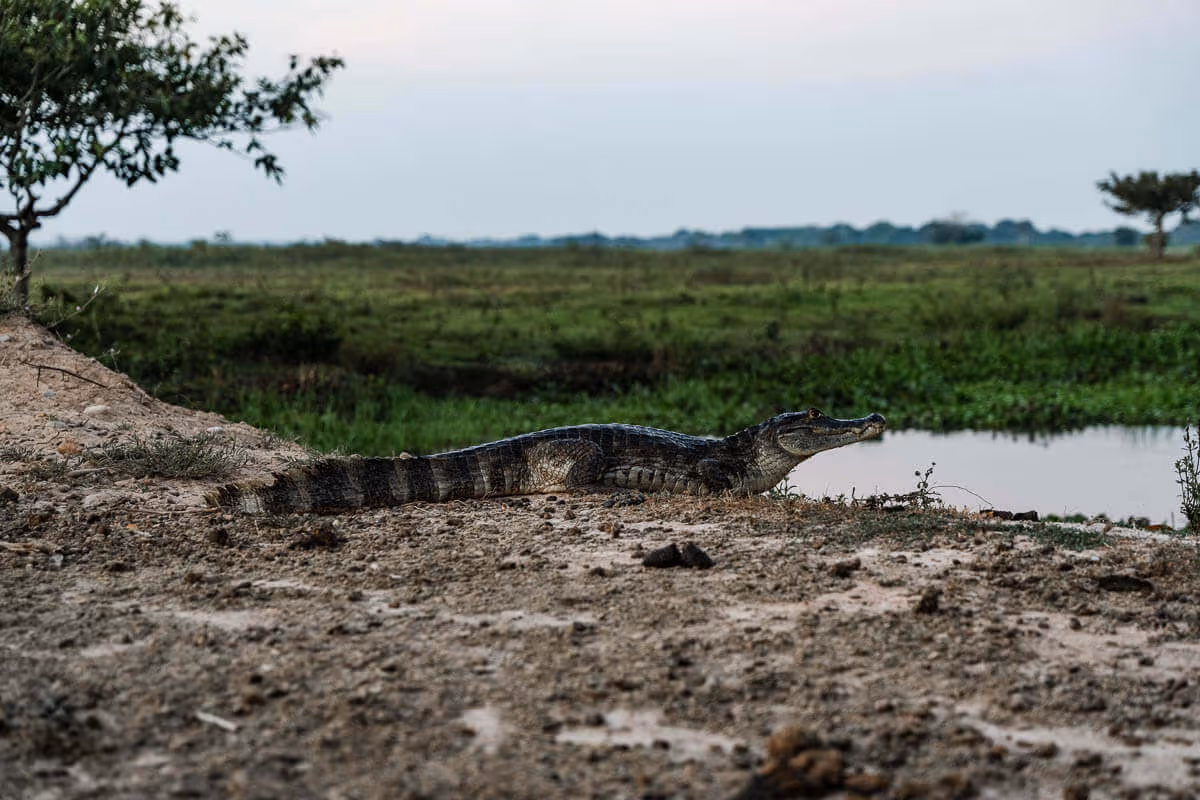 Cómo visitar Los Llanos en Venezuela