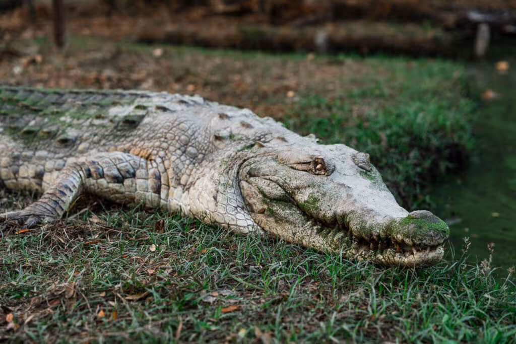cocodrilos Los Llanos