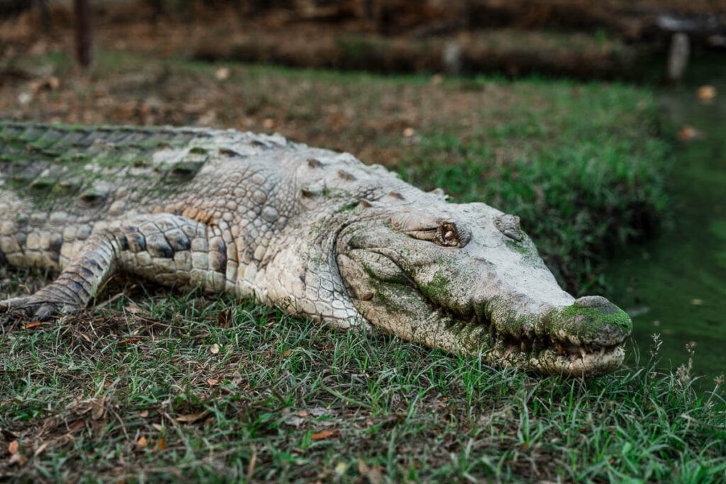 crocodiles Los Llanos