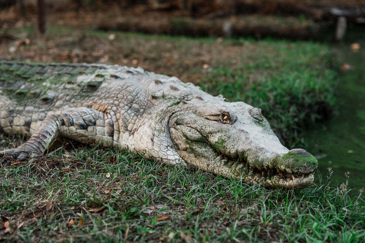 cocodrilos Los Llanos