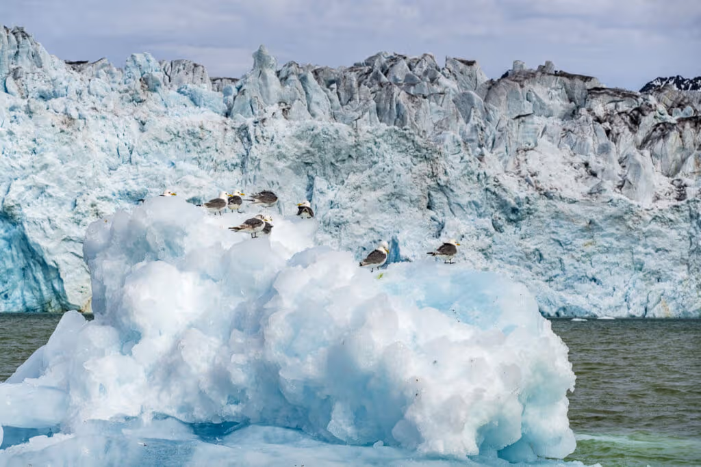 Birdwatching Svalbard