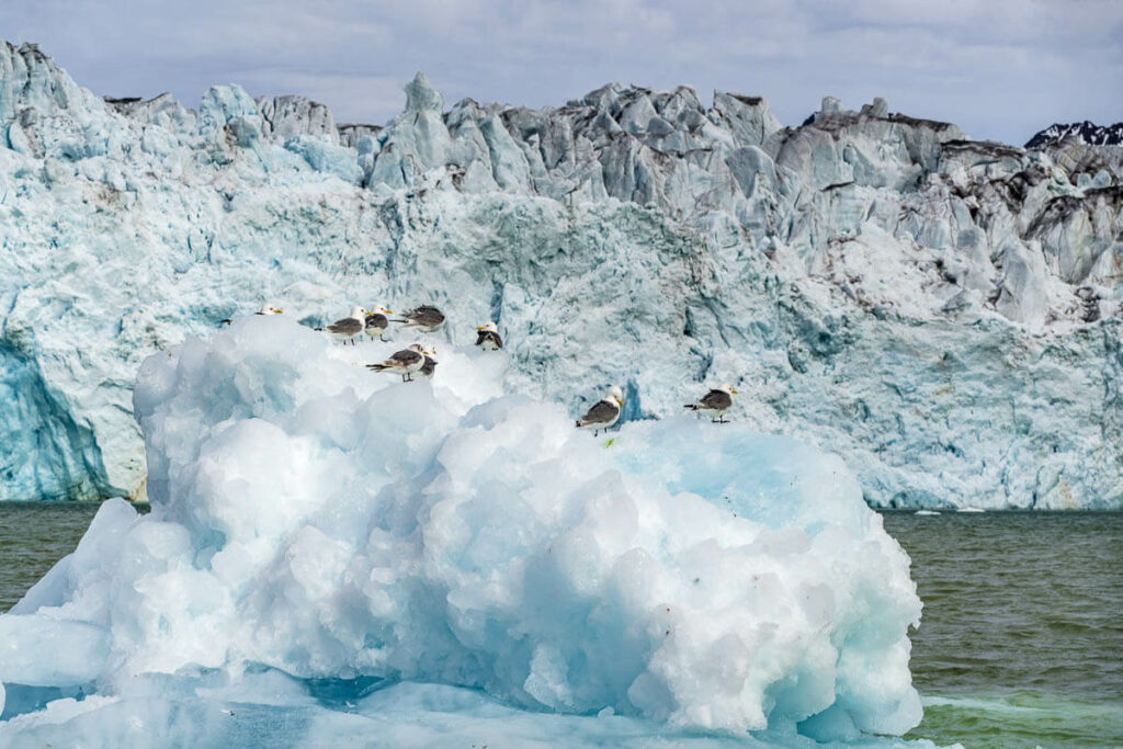 Observación de aves Svalbard