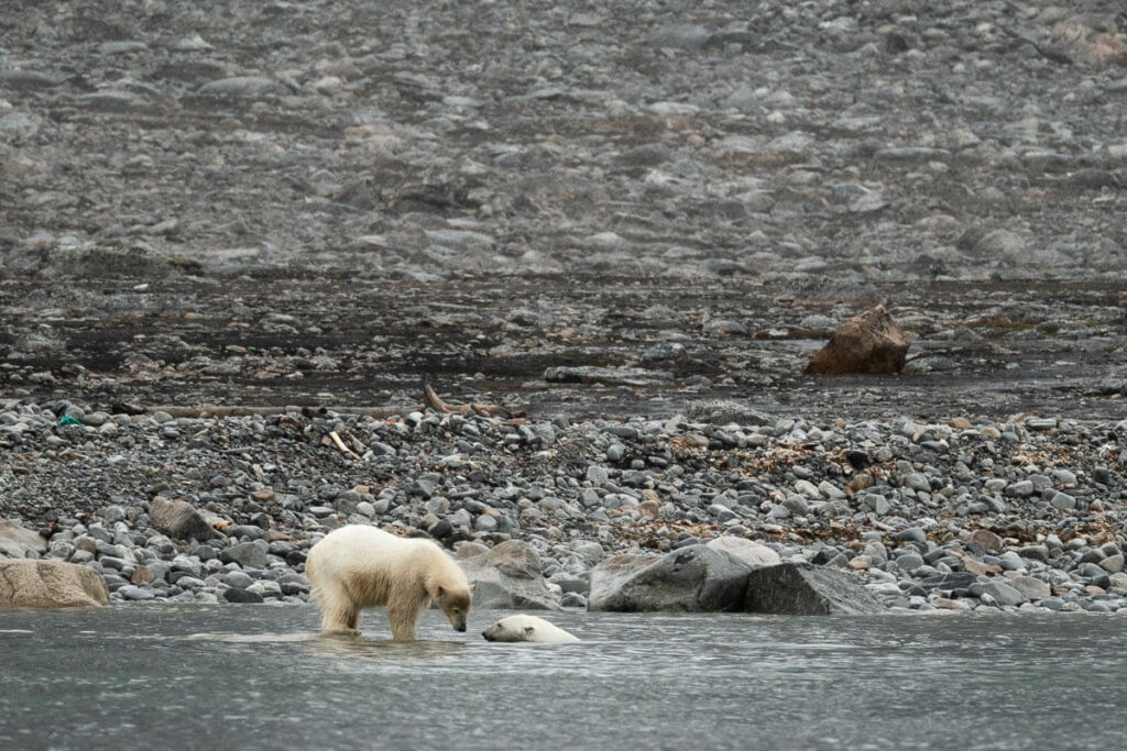 Oso polar