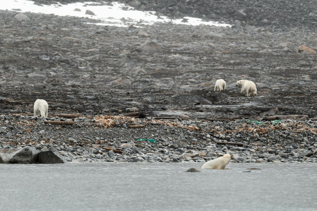 Osos polares Svalbard