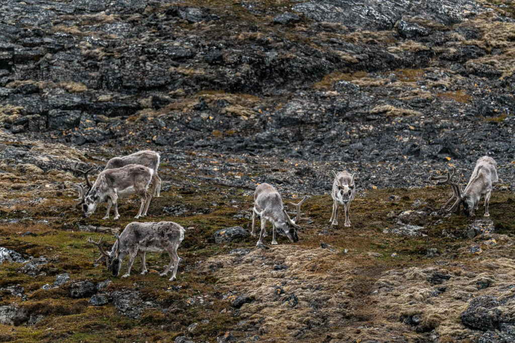 Reindeers Svalbard