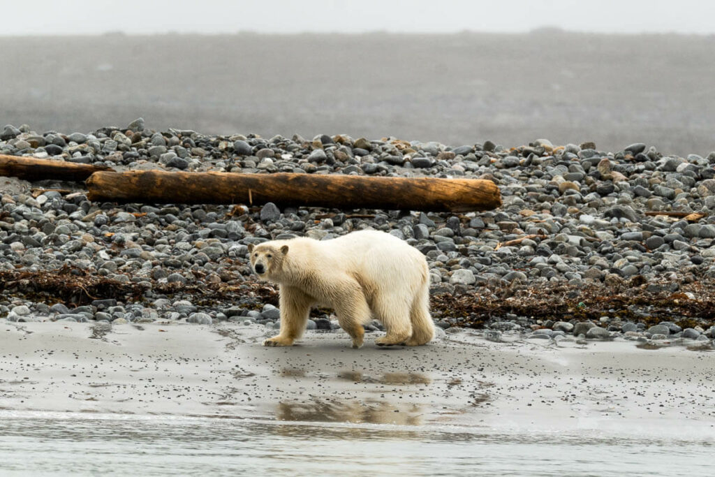 Svalbard Guía de viaje