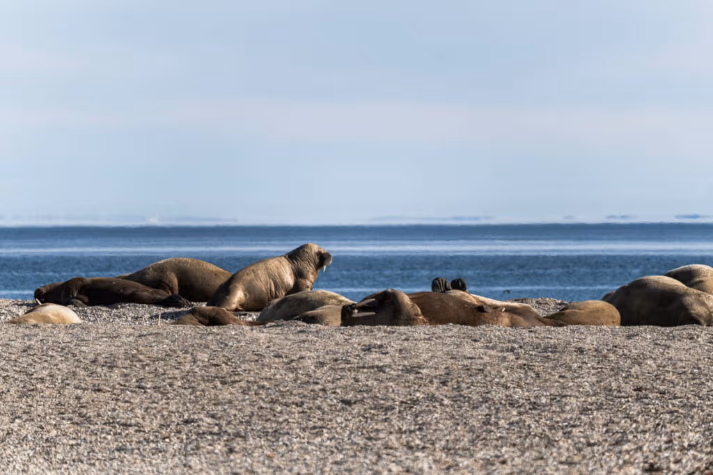 Walrus Svalbard