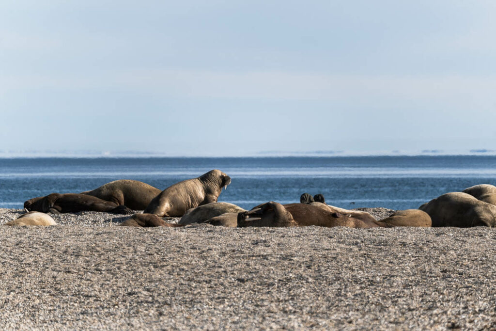 Walrus Svalbard